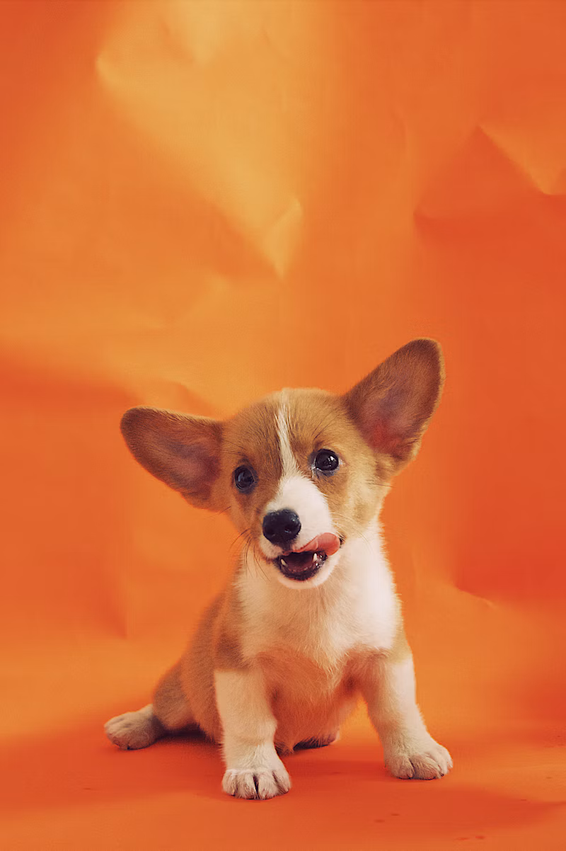 Varinha Interativa para Gatos